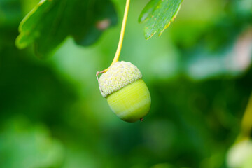 Green unripe acorn against a green background.	