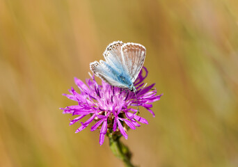 Common Blue, Polyommatus icarus. Close-up butterfly in natural environment.
