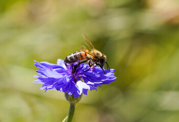 Honey bee on an aster flower. Insect collects nectar on a flower.
