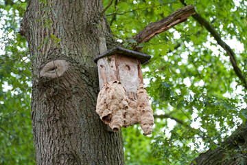 Hornets nest at a bird feeder.
