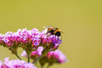 A bumblebee collects nectar on the verbena. Insect in natural environment close-up.
