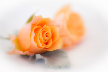 Fototapeta na wymiar Orange roses