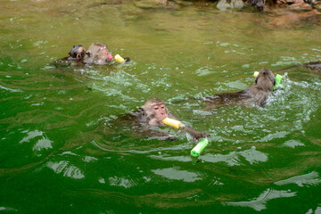 Fototapeta premium Monkey is swimmimg and eating food from tourist in the reservior.