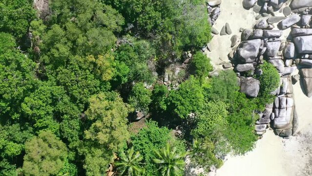 aerial top down of tropical jungle and white sand beach in belitung indonesia