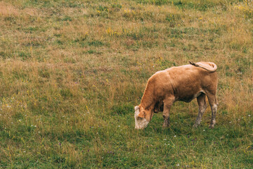 Free range bull grazing on pasture land of Zlatibor mountain hills on overcast summer day