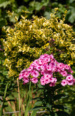 Flowering branch of pink phlox in the garden