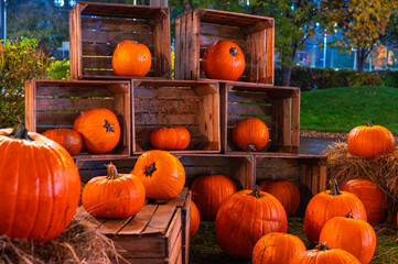 Dynie w drewnianych skrzynkach na farmie dyniowej Halloween © smoku7979
