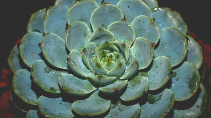 Isolated Echeveria minima blue on dark background. Detail of succulent plant - 537446708