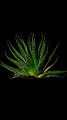 Isolated Aloe sp on black background. Succulent plant  - 537446915
