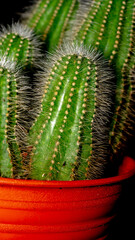 Isolated Notocactus magnificus / Parodia magnifica on dark background.  - 537446922