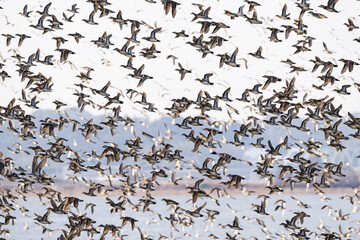 トモエガモ群れの飛翔 (Baikal teal)
