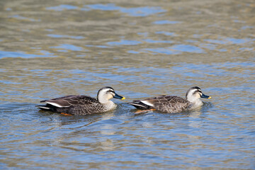 2羽のカルガモ (spot-billed duck)