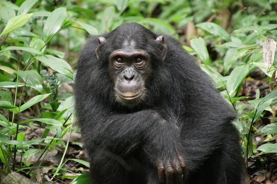 Schimpanse im Kibale Forest