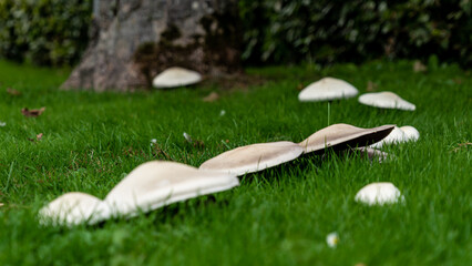 Fairy ring built from mushrooms in a lawn at the foot of a tree