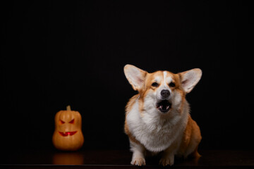 A corgi dog with a pumpkin for Halloween on a black background. A scary and creepy dog. The concept of a scary and fun holiday.