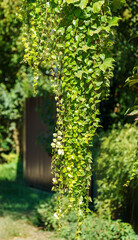 Lush greenery of Parthenocissus tricuspidata 'Veitchii' or boston ivy leaves hanging from building.  Grape or Japanese ivy as a natural background. Selective focus.