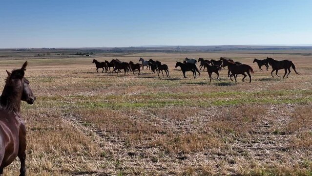 Slow motion 4K footage of wild horses running across the prairies. Quarter horses running wild and free in 4K. Horses galloping, feral equine population. Alberta Mountain Horse.