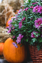 Autumn decorations near street cafe for Halloween, Thanksgiving, fall season. Composition with pumpkin, chrysanthemum and haystack. Autumn still life. Cozy atmosphere.