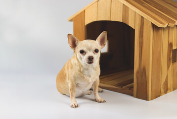 brown  short hair  Chihuahua dog sitting in  front of wooden dog house, looking at camera, isolated on white background.