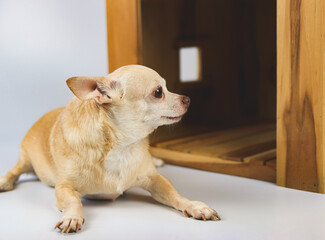 brown  short hair  Chihuahua dog lying down in  front of wooden dog house, looking sideway, isolated on white background.