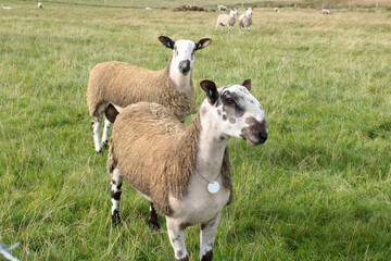 Bluefaced Leicester sheep close up in a field with copy space. Two blue faced sheep - 537450573