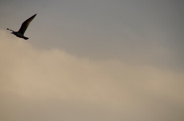 Seagull on the background of a beautiful pink sky. Summer sunset.