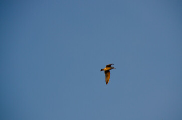 Seagull in the sky at sunset close-up. A flying bird. Beautiful background, screensaver, wallpaper.