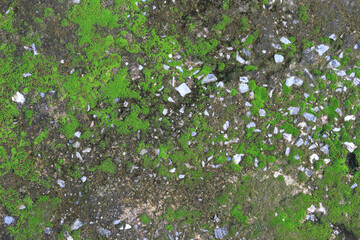 background texture: the surface of old concrete slab covered with moss or algae