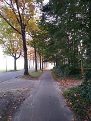 Fototapeta premium Cycle lane in the morning mist in autumn 