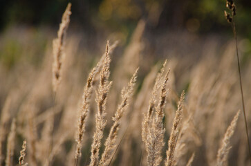 Fototapeta premium Autumn blurred landscape. Dry grass in a wild field close-up. Background design, template, wallpaper, calendar, screensaver.