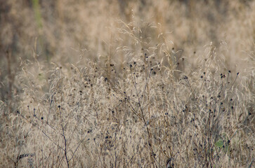Fototapeta premium Autumn blurred landscape. Dry grass in a wild field close-up. Background design, template, wallpaper, calendar, screensaver.