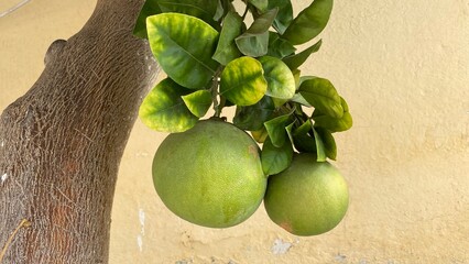 Pomelo, citrus fruit. The fruit with a green rind and leaves. The pomelo hanging from the branch of a fruit-bearing tree. 
