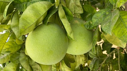 Pomelo, citrus fruit. the pomelo hanging from the branch of a fruit-bearing tree. the fruit with a...