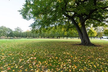 King's Garden in Copenhagen, Denmark