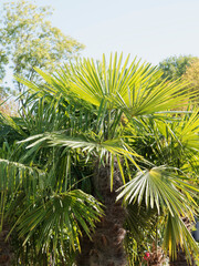 Trachycarpus fortunei ou Trachycarpus excelsa | Palmier de Chine ou palmier chanvre, palmier de jardin décoratif, palmes en éventails, tronc couvert de crin foncé