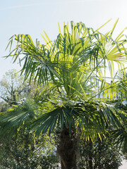 Trachycarpus fortunei ou Trachycarpus excelsa | Palmier de Chine ou palmier chanvre, palmier de...