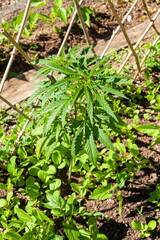 Au potager - gros plan sur un jeune plants de cannabis dans un rang de légumes du potager familial