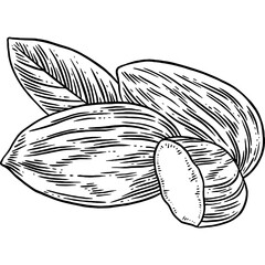 Hand drawn Almonds Sketch Illustration