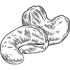 Hand drawn Cashew Nuts Sketch Illustration
