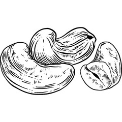 Hand drawn Cashew Nuts Sketch Illustration