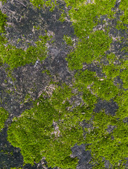 Green moss on cement floor