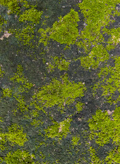 Green moss on cement floor