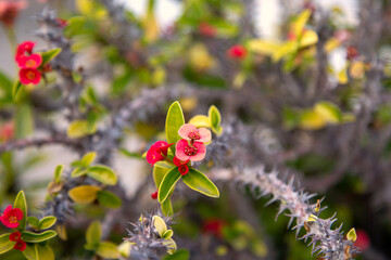 Christusdorn Euphorbia milli