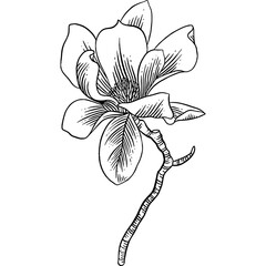 Hand drawn Magnolia Flowers Sketch illustration © Rough Edges Supply