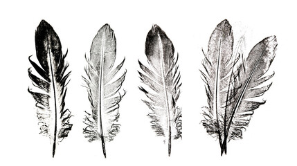 a feather printed on paper - graphic imprint.Ethnic indian black and white feathers.