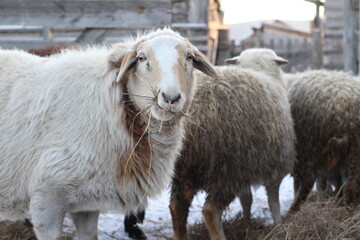 Flock of Sheep Eating Hay Grass on Farmland	