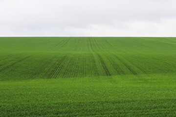 Obraz na płótnie Canvas Winter crops on the field