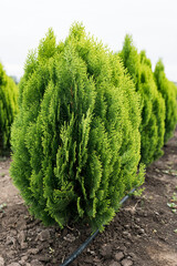 Thuja orientalis Aurea Nana dwarf evergreen tree with a well-defined main trunk and a large number...