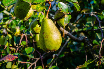 Pear tree in autumn. Pears on a tree in a garden on a sunny August day.