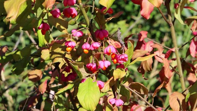 Bright unique pink flowers with fruits of a spindle bush, also called Euonymus europaeus or european spindle tree